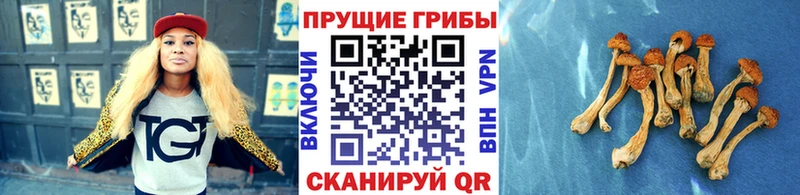 Галлюциногенные грибы Cubensis Мирный