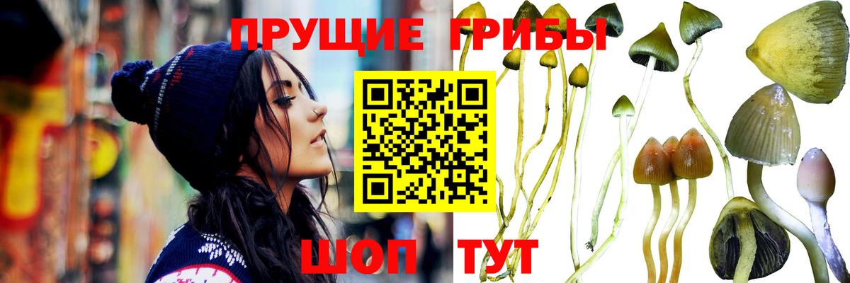 Галлюциногенные грибы Cubensis Мирный